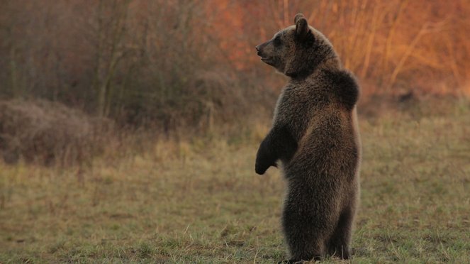 Niedźwiedź - Władca Gór - Film