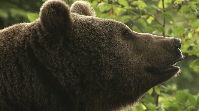 Niedźwiedź - Władca Gór - Van film