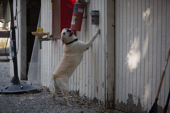 Ein Hund rettet Ostern - Filmfotos