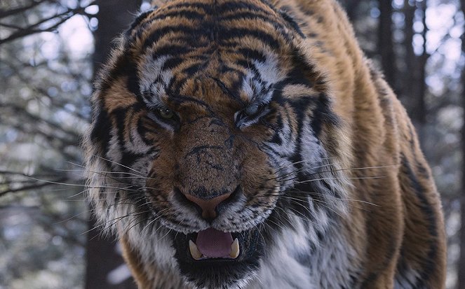 The Tiger - Photos