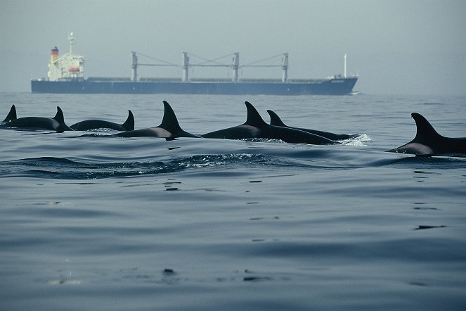 The Last Giants - Wenn das Meer stirbt - Filmfotos