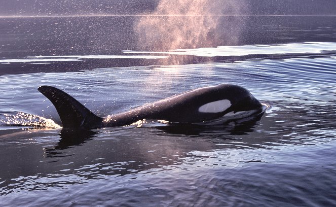The Whale - Kuvat elokuvasta