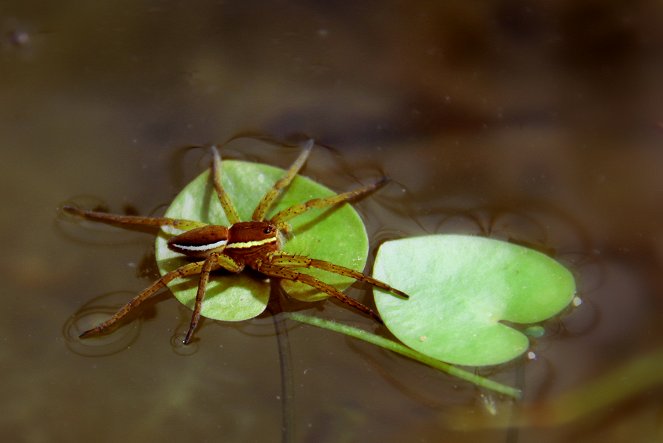 Waterland Warriors - The Beavers are back - Photos