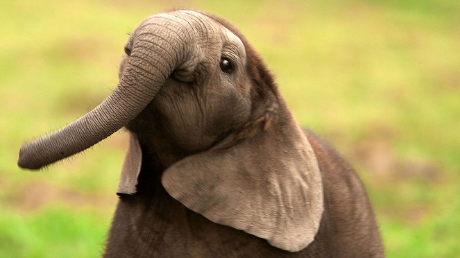 Soul of the Elephant - Photos