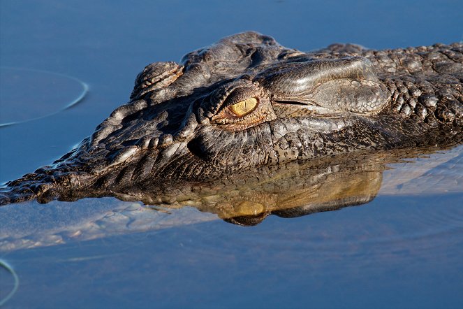 The Wonder of Animals - Crocodiles - Photos