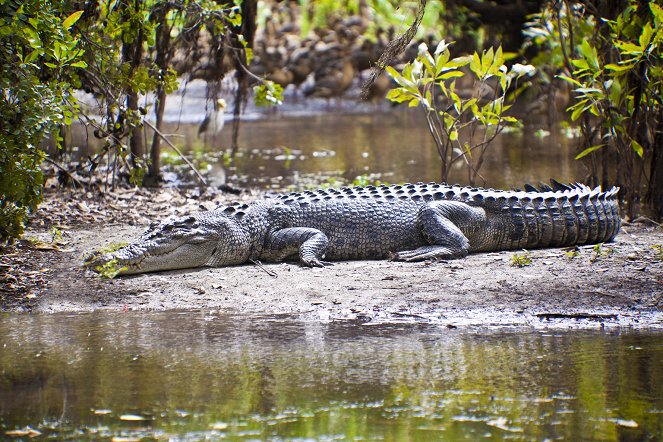 The Wonder of Animals - Krokodile - Filmfotos