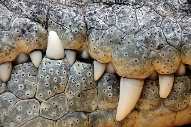 Az állatvilág csodái - Crocodiles - Filmfotók