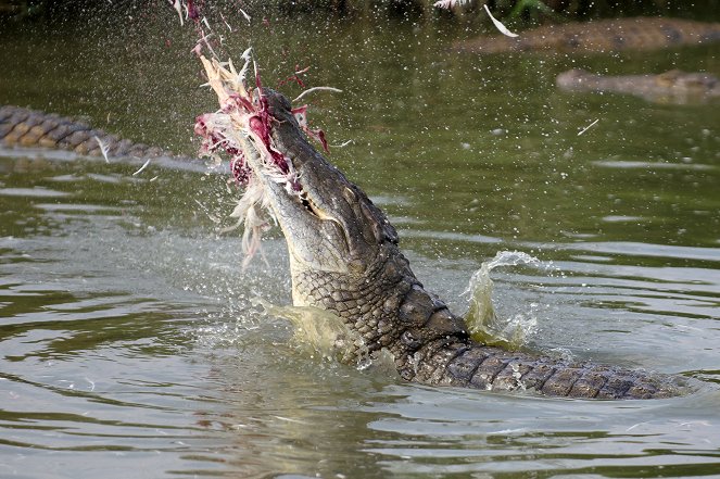The Wonder of Animals - Krokodile - Filmfotos