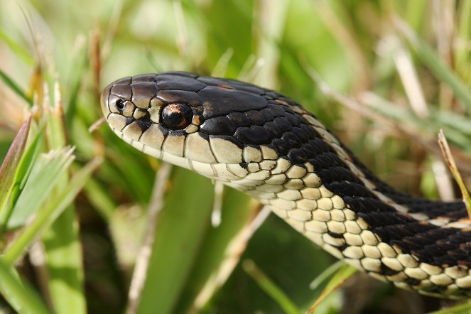Az állatvilág csodái - Snakes - Filmfotók