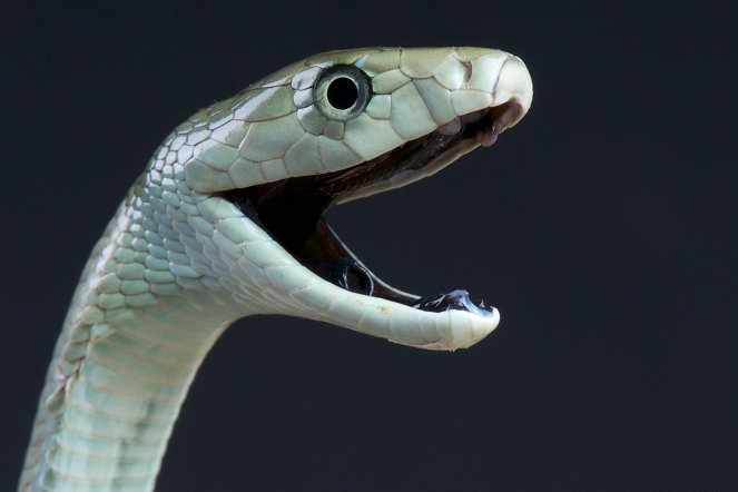 The Wonder of Animals - Snakes - Photos