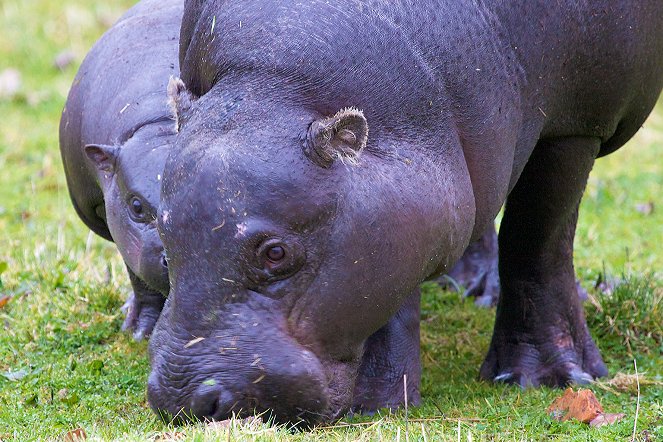 The Natural World - Season 33 - The Pygmy Hippo: A Very Secret Life - De la película
