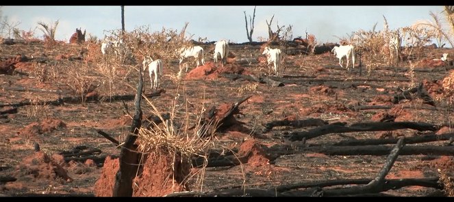 Cowspiracy - Das Geheimnis der Nachhaltigkeit - Filmfotos