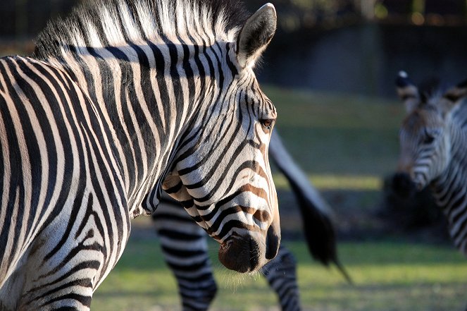 Nashorn, Zebra & Co. - Filmfotos