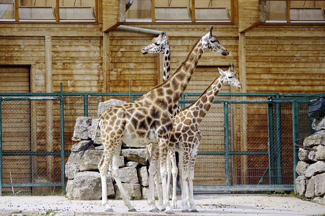 Giraffe, Erdmännchen & Co. - Van film