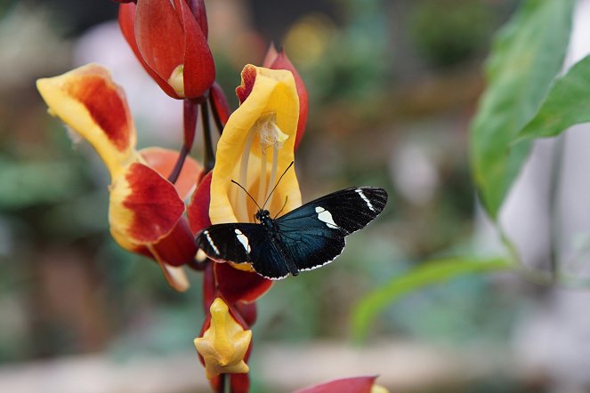 Anna und die wilden Tiere - Im Garten der Schmetterlinge - Photos