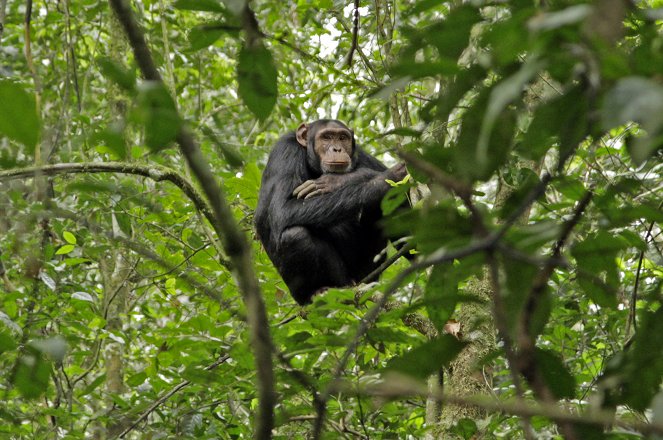 Anna und die wilden Tiere - Schlau wie die Schimpansen - Van film