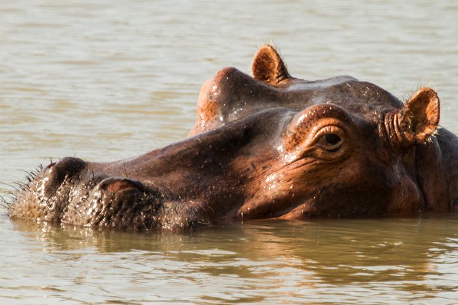 Hippos After Dark - Photos