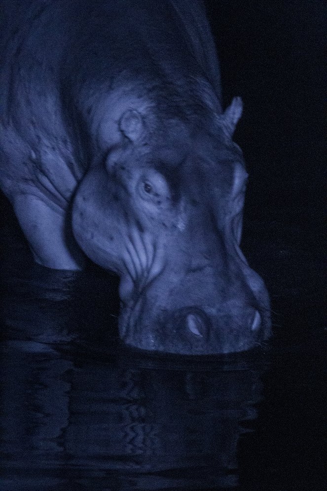 Hippos After Dark - Van film