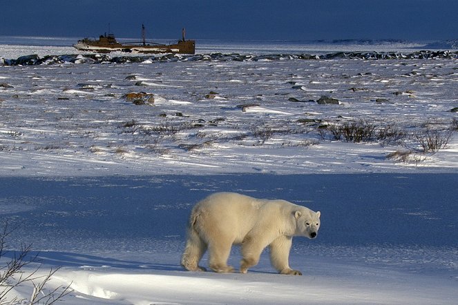 Polar Bear Town - Do filme