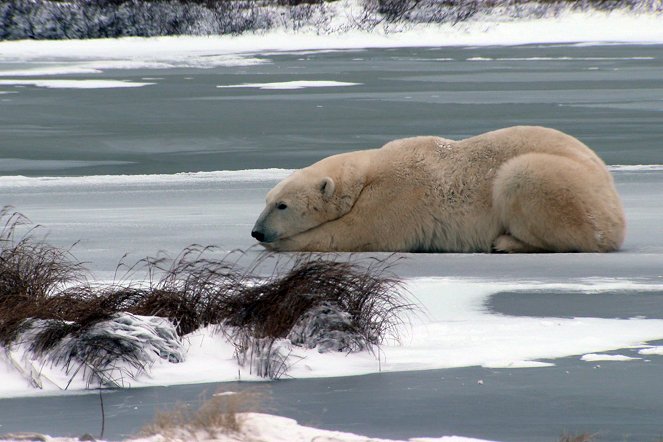Polar Bear Town - Filmfotos