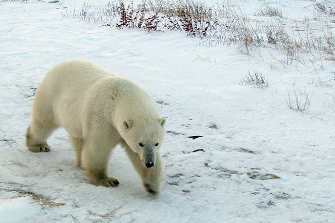 Jääkarhujen kaupunki - Kuvat elokuvasta