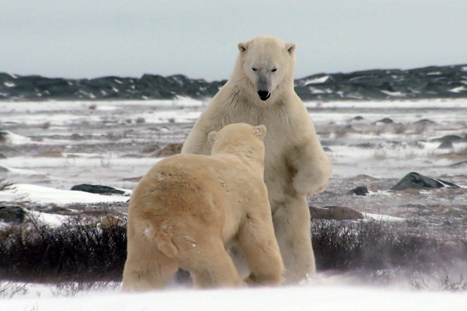 Polar Bear Town - Filmfotók