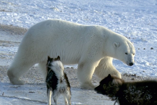 Polar Bear Town - Do filme