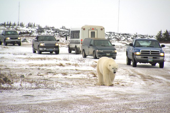 Město ledních medvědů - Z filmu