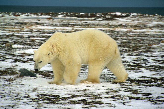 Polar Bear Town - Filmfotók