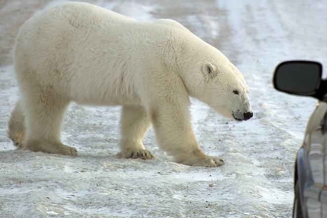 Polar Bear Town - Filmfotos