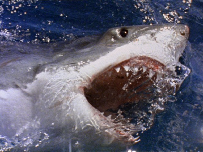 Žralok útočí: Ľudožrút - Z filmu