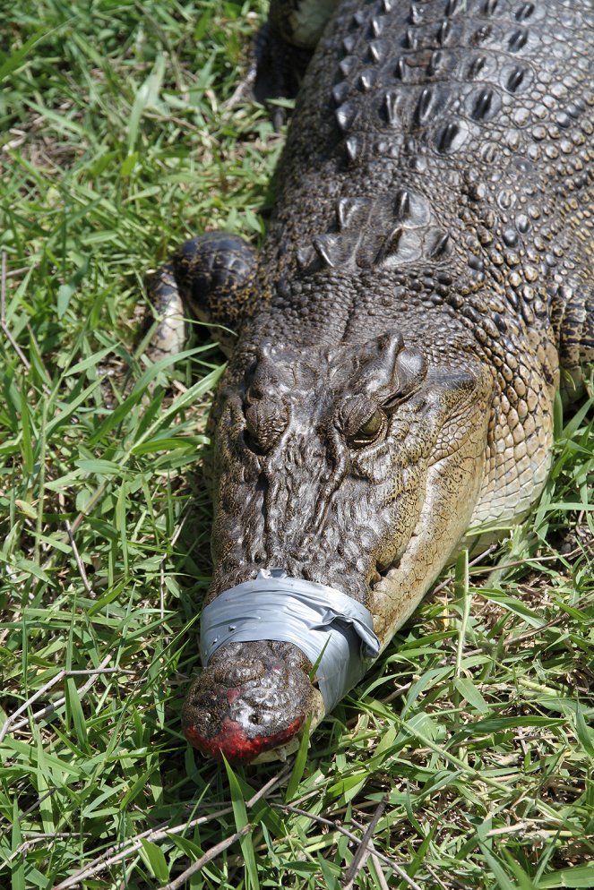Az ausztrál krokodilmentő - Filmfotók