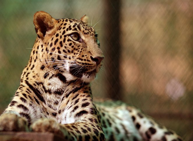 Indien - Land der Leoparden - Filmfotos