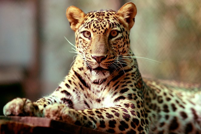Leopards: An Unnatural History - Do filme