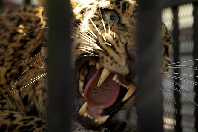 Leopards: An Unnatural History - Photos