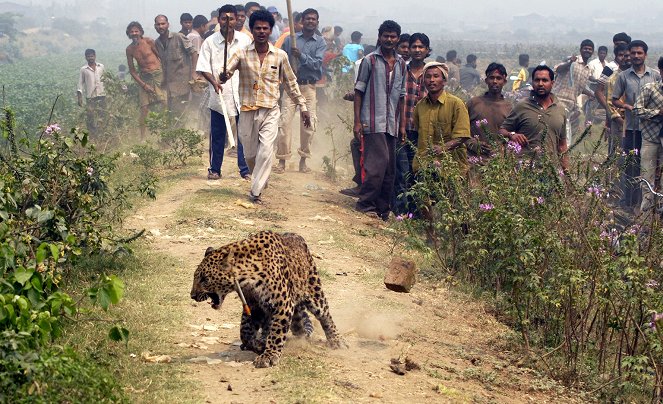 Indien - Land der Leoparden - Filmfotos