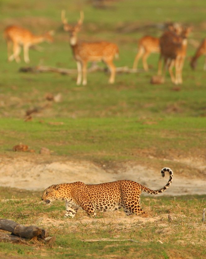 Leopards: An Unnatural History - Kuvat elokuvasta