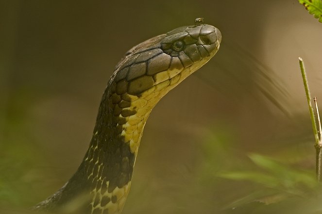 Královna kobra a já - Z filmu