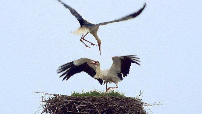 Storks - A Village Rooftop Saga - Photos
