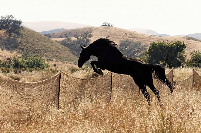 Wild Horses - Van film
