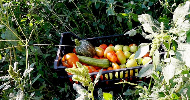 Le Potager de mon grand-père - Kuvat elokuvasta