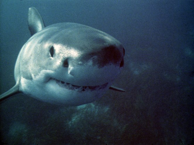 Žraloci - Z filmu
