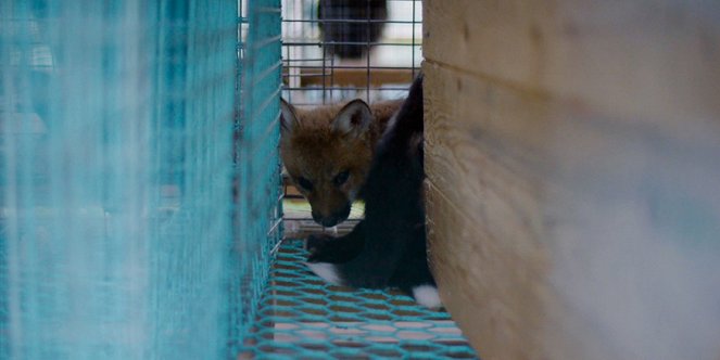 Inside Fur - Kuvat elokuvasta
