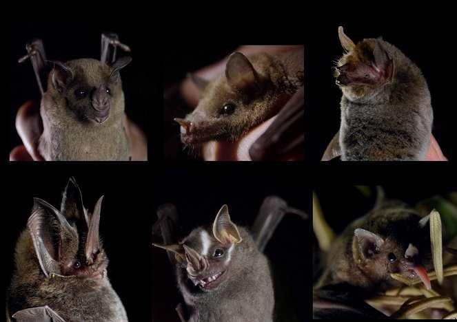The Natural World - The Bat Man of Mexico - Photos