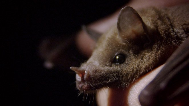 The Natural World - Season 33 - The Bat Man of Mexico - Photos