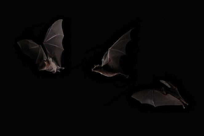 The Natural World - Season 33 - The Bat Man of Mexico - Z filmu