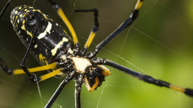 Incredible Spiders - Van film