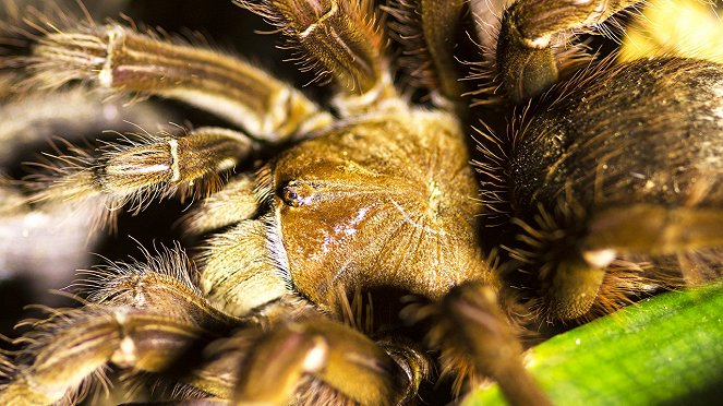 Csodálatos állatvilág: Pókok - Filmfotók
