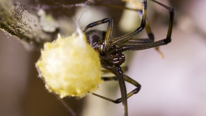 Unglaubliche Spinnen - Filmfotos
