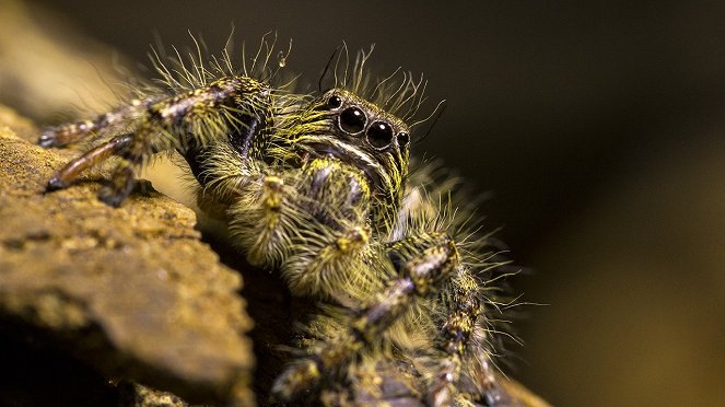 Csodálatos állatvilág: Pókok - Filmfotók